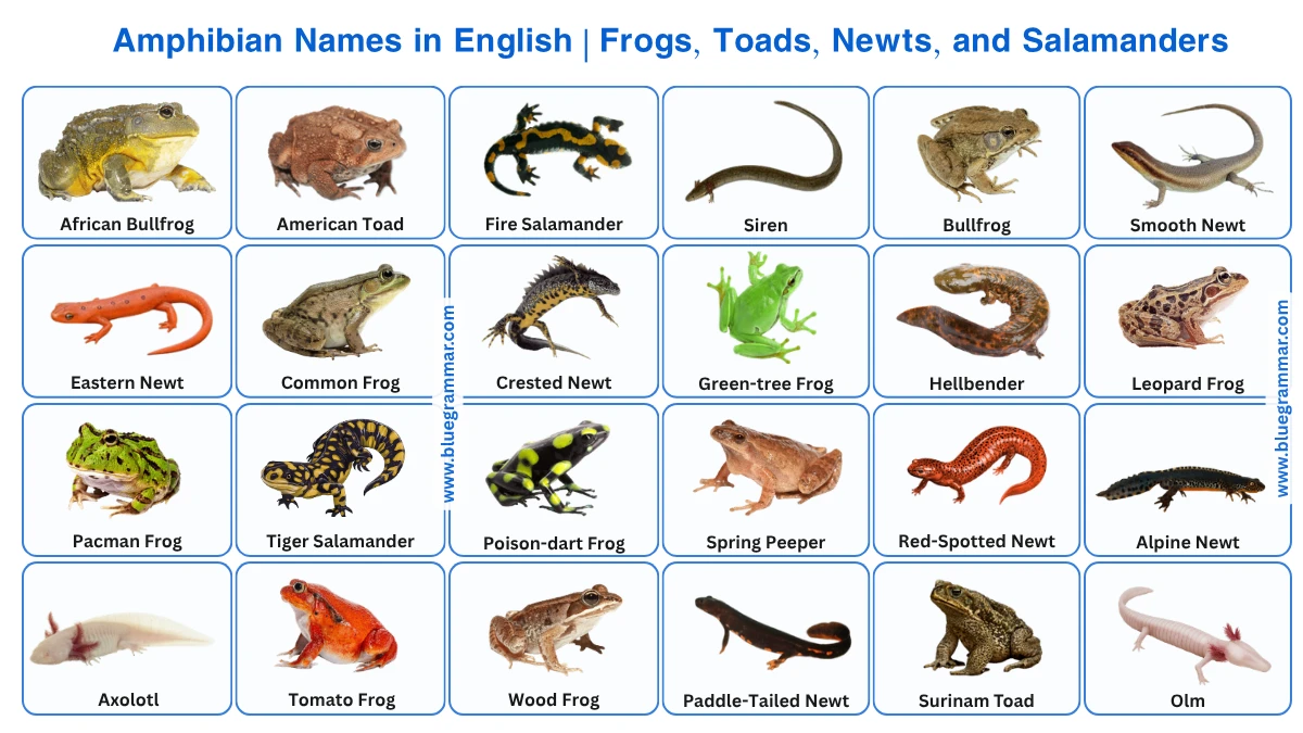 Amphibian Names in English