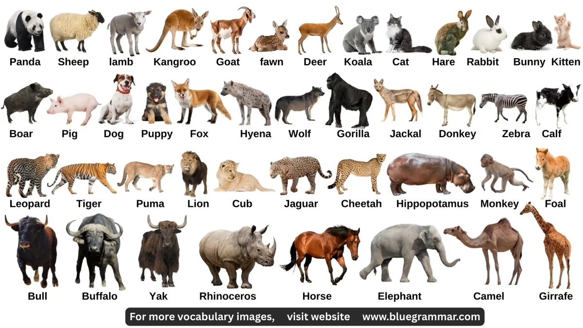 Animal Names in English