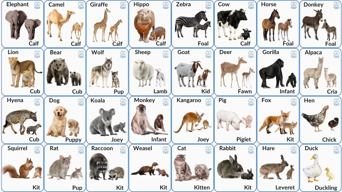 Animals and Their Baby Names