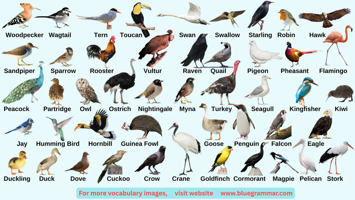 Birds Name in English