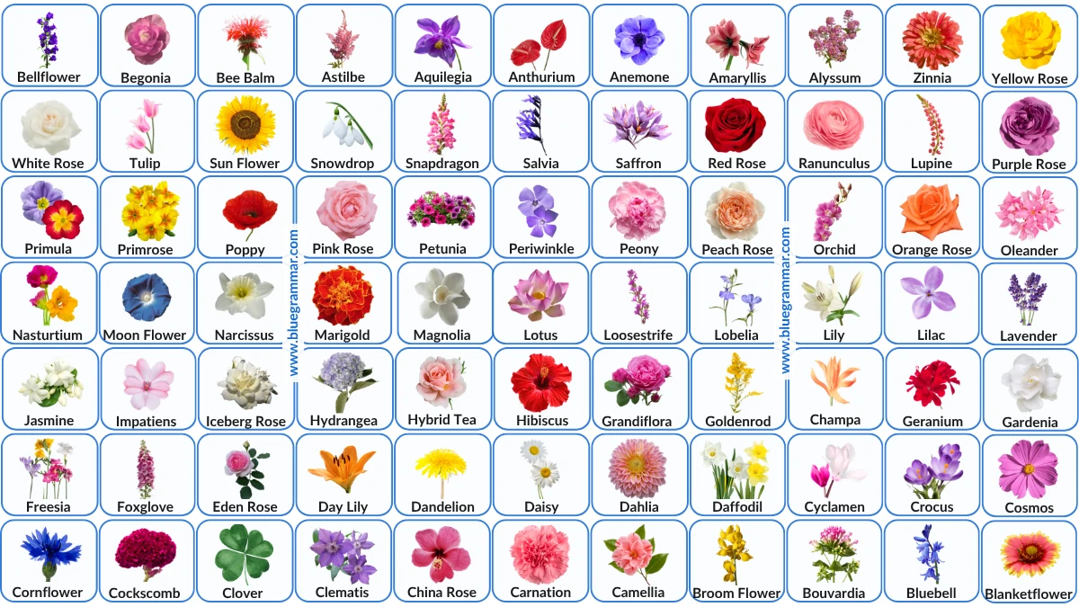 Flower Names in English