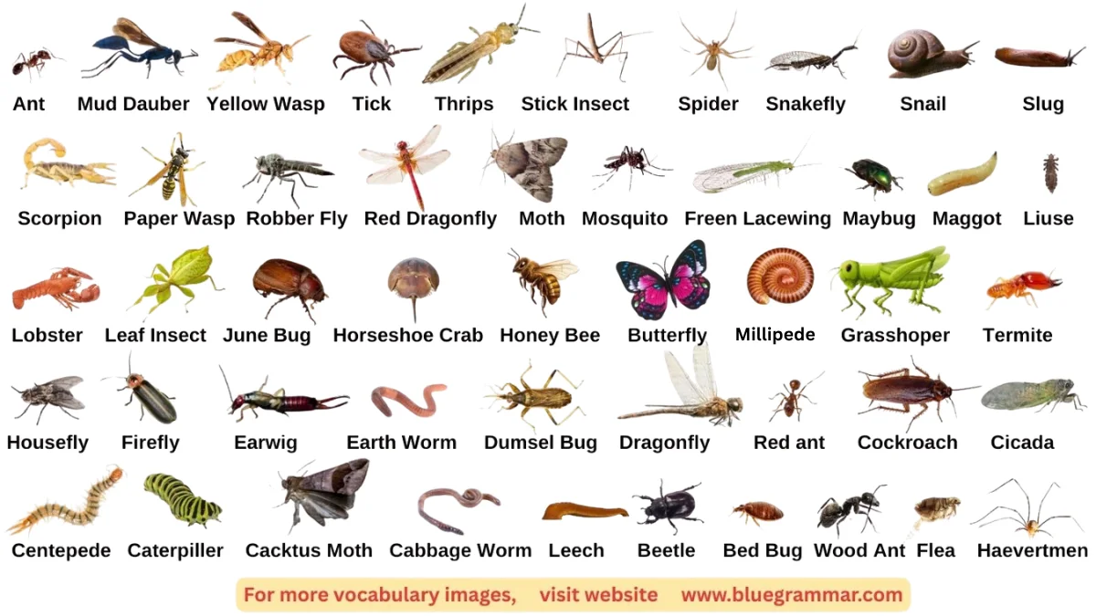 Insects Names in English