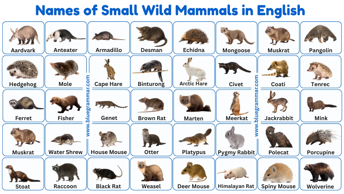 Small Wild Mammals in English