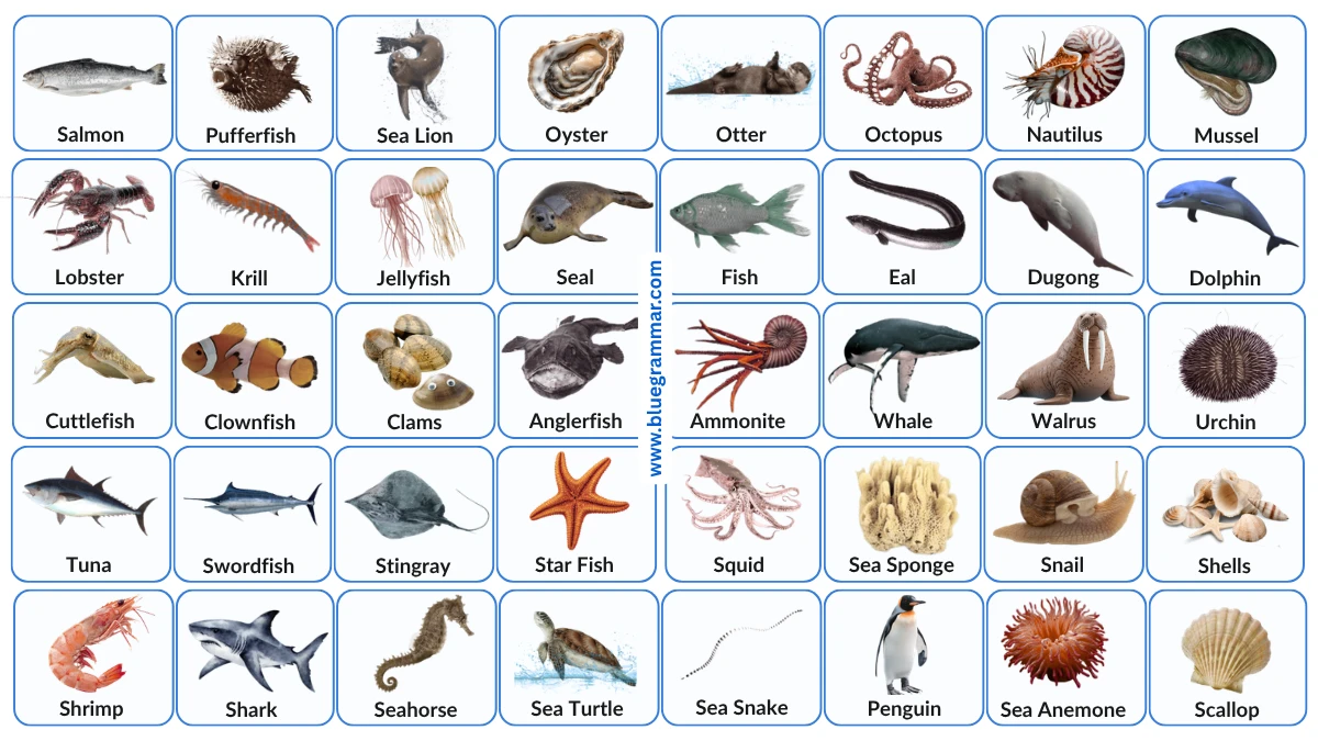 Sea Animal Names in English