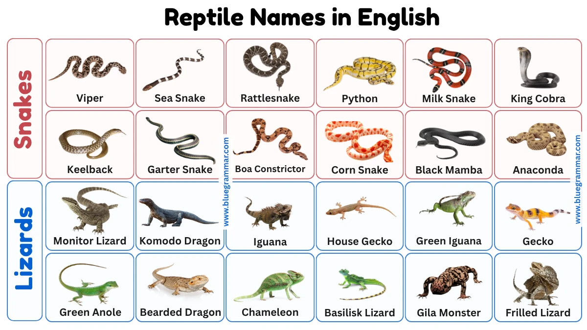 Snake and Lizard Names in English