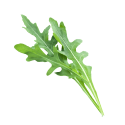 Arugula