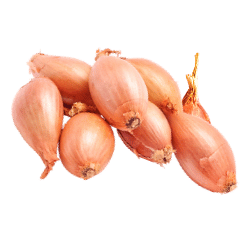 Shallot